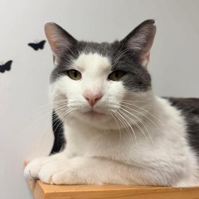 Enlarge Dennis, a Adoptable Domestic Medium Hair in Naperville, IL image 5/5