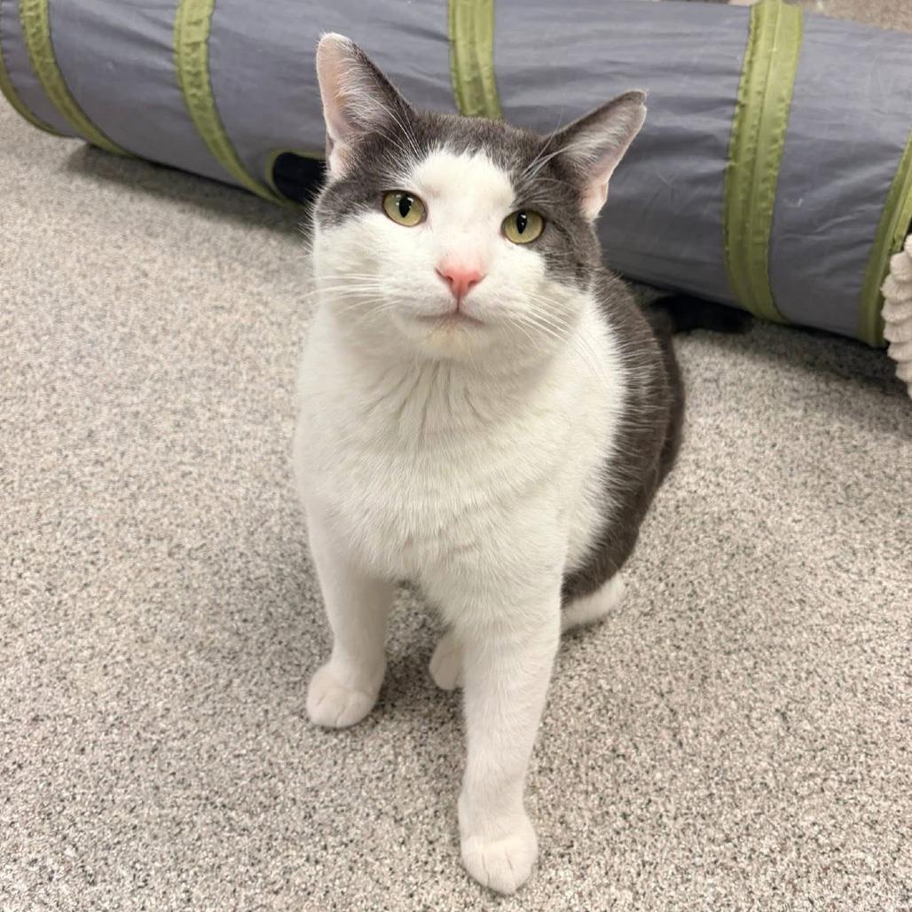 Enlarge Dennis, a Adoptable Domestic Short Hair in Naperville, IL image 4/6