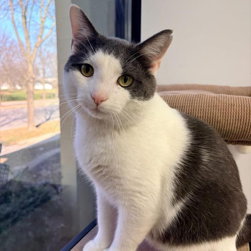 Enlarge Dennis, a Adoptable Domestic Short Hair in Naperville, IL image 5/6