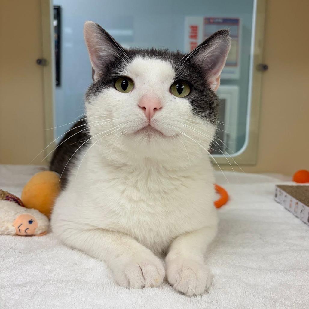 Enlarge Dennis, a Adoptable Domestic Short Hair in Naperville, IL image 5/6