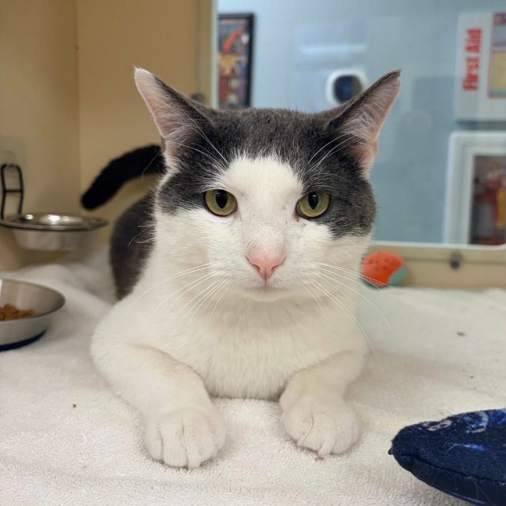 Enlarge Dennis, a Adoptable Domestic Short Hair in Naperville, IL image 6/6