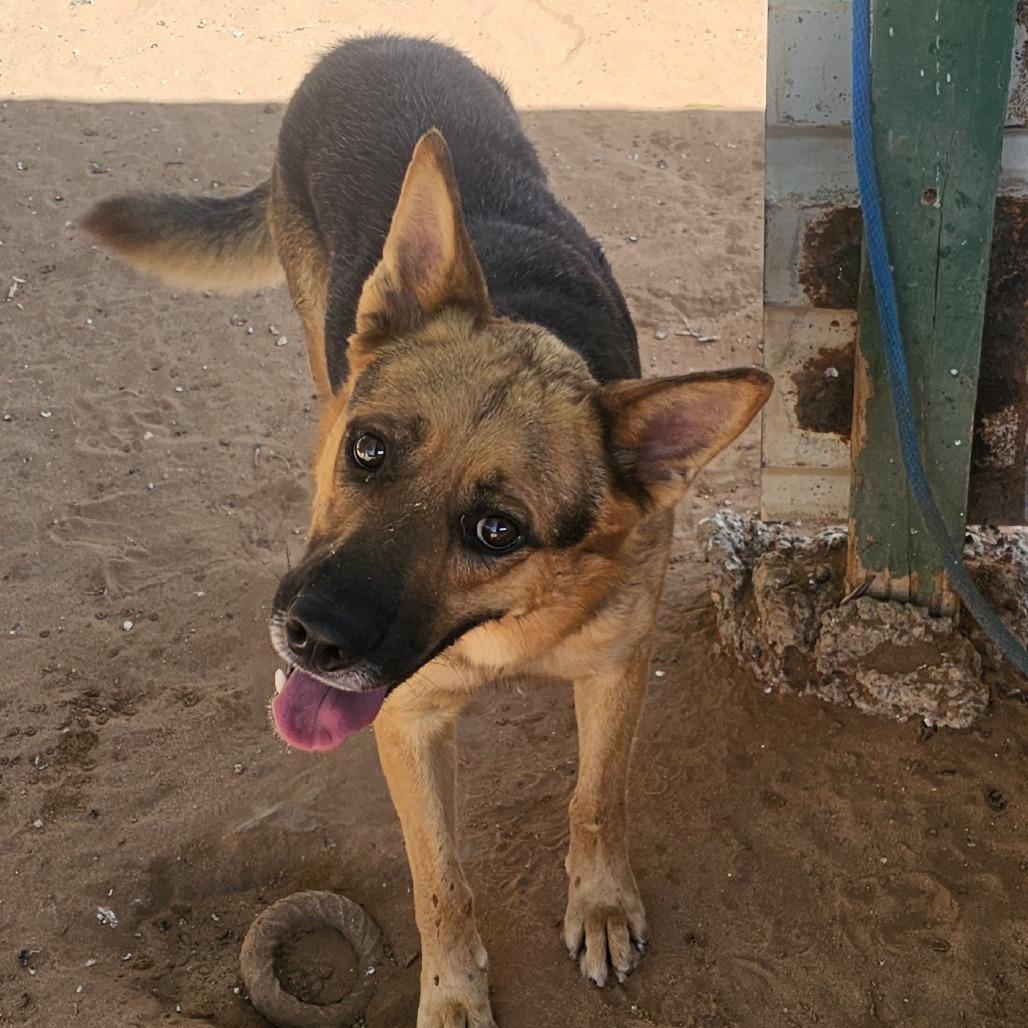 Enlarge Bobby, a Adoptable German Shepherd Dog in Midland, TX image 1/1