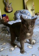 Steel (bonded with Slate), a Adoptable mixed breed in Scarborough, ON image 6/6