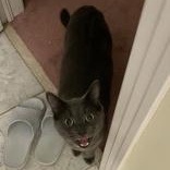 Steel (bonded with Slate), a Adoptable mixed breed in Scarborough, ON image 3/6