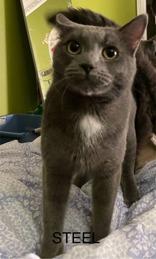 Steel (bonded with Slate), a Adoptable mixed breed in Scarborough, ON image 2/6