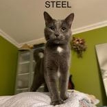 Steel (bonded with Slate), a Adoptable mixed breed in Scarborough, ON image 1/6