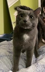 Steel (bonded with Slate), a Adoptable mixed breed in Scarborough, ON image 5/6