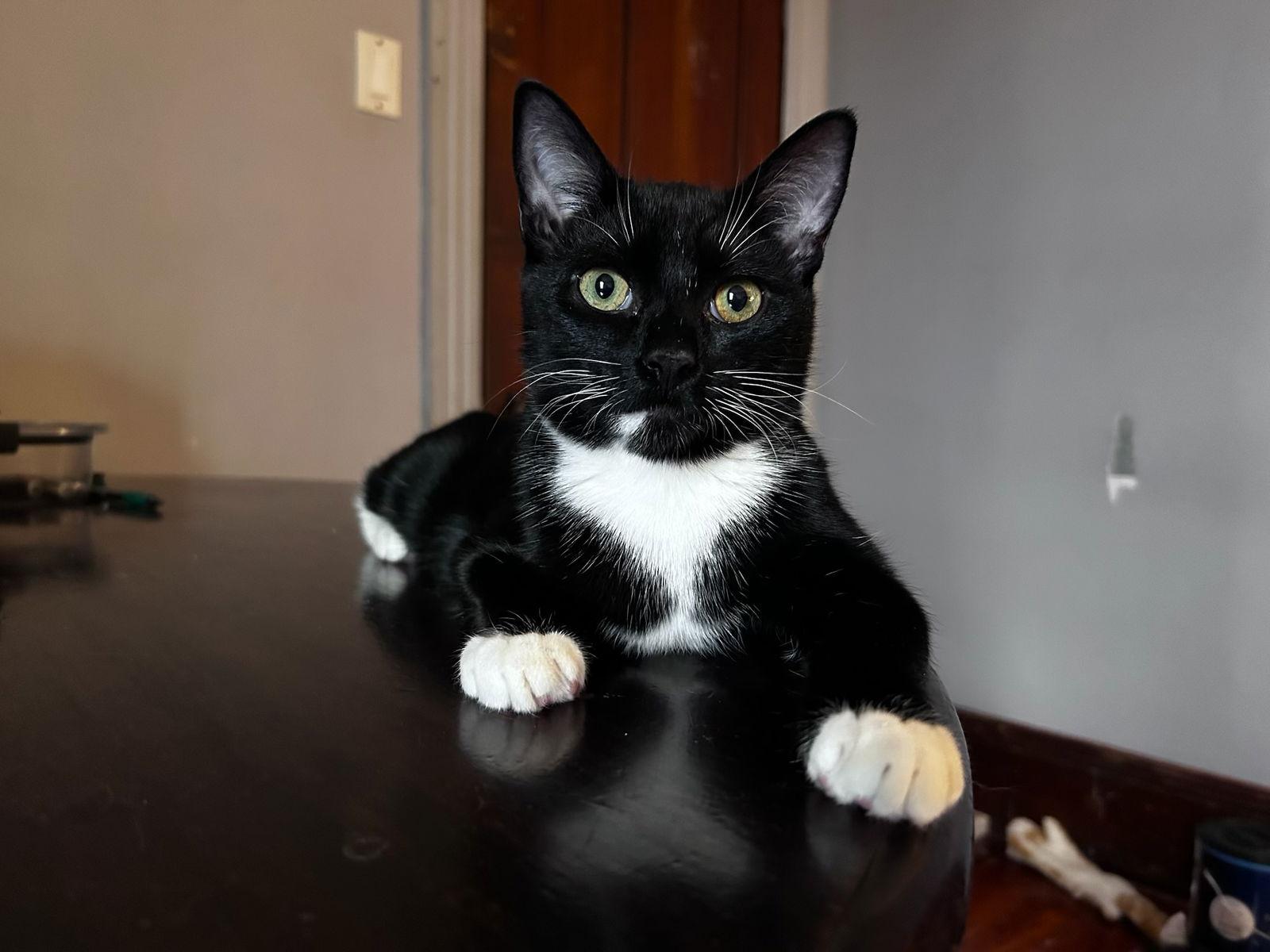 Foundling, Adoptable, Kitten Male Domestic Short Hair.