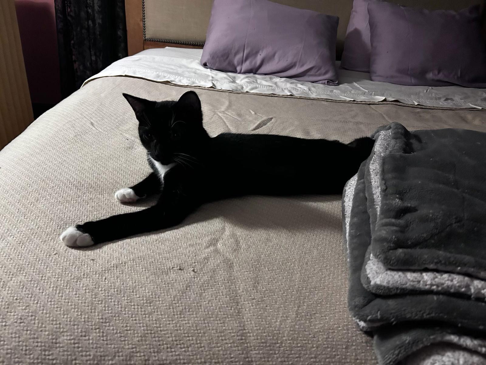 Enlarge Foundling, a Adoptable Domestic Short Hair in Stewartsville, NJ image 3/3