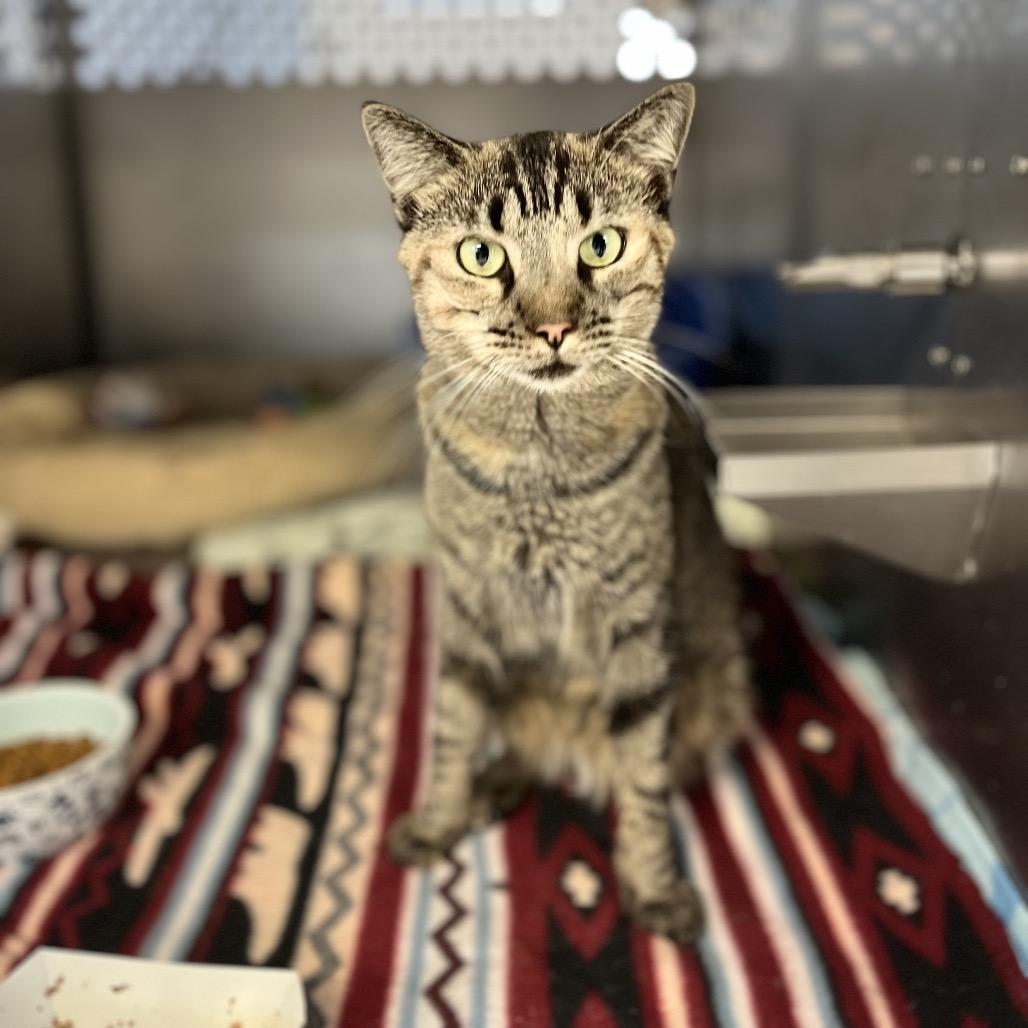 Ella, Adoptable, Adult Female Domestic Short Hair.