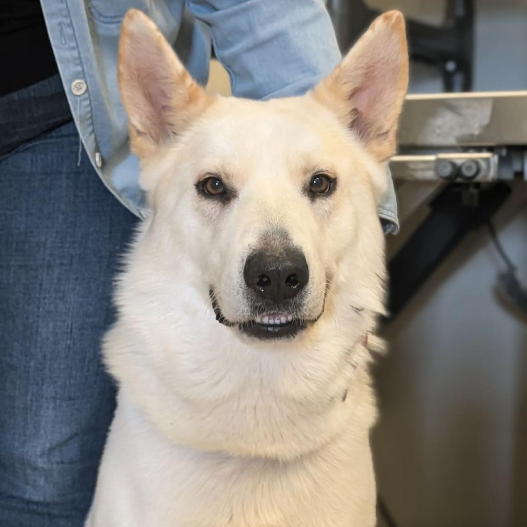 Enlarge Kai, a Adoptable German Shepherd Dog in Fredericksburg, TX image 1/4