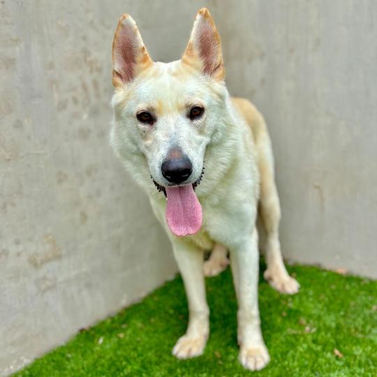 Enlarge Kai, a Adoptable German Shepherd Dog in Fredericksburg, TX image 2/4
