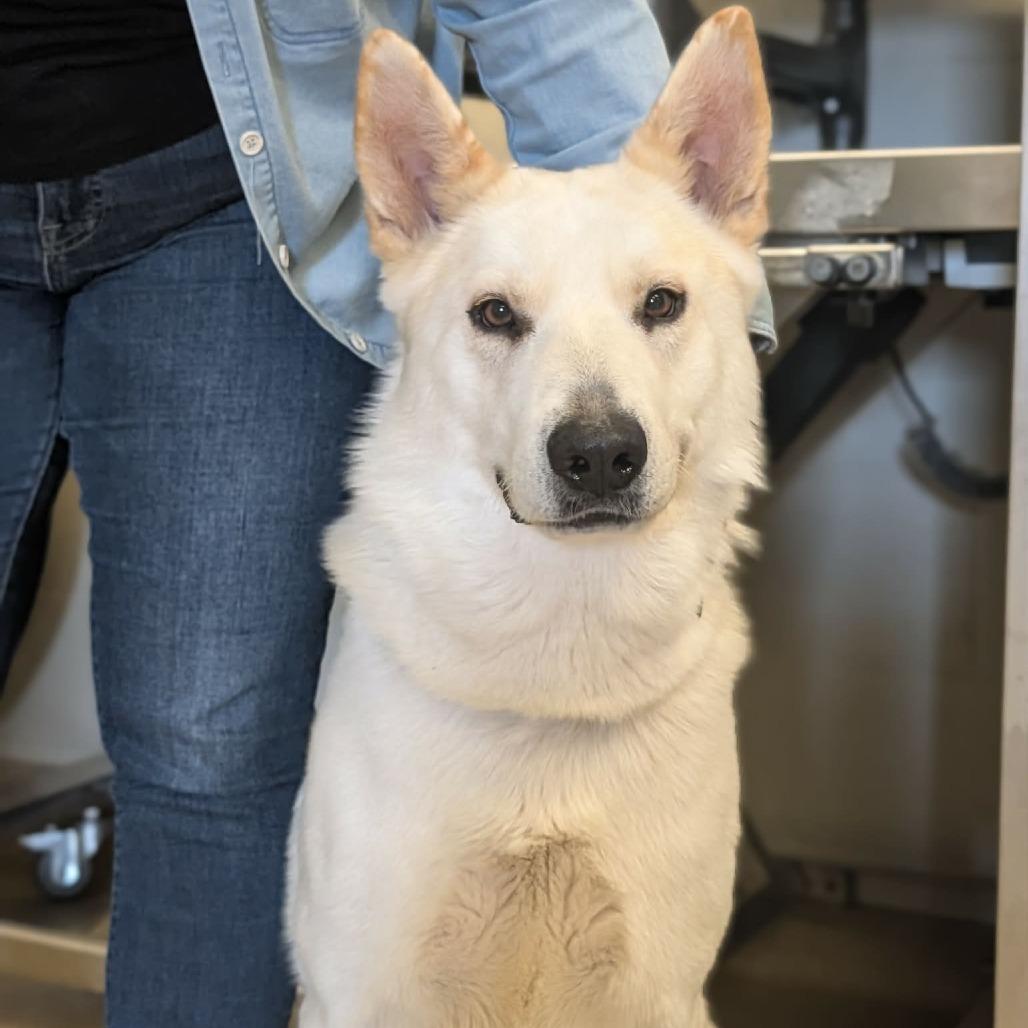 Enlarge Kai, a Adoptable German Shepherd Dog in Fredericksburg, TX image 3/4