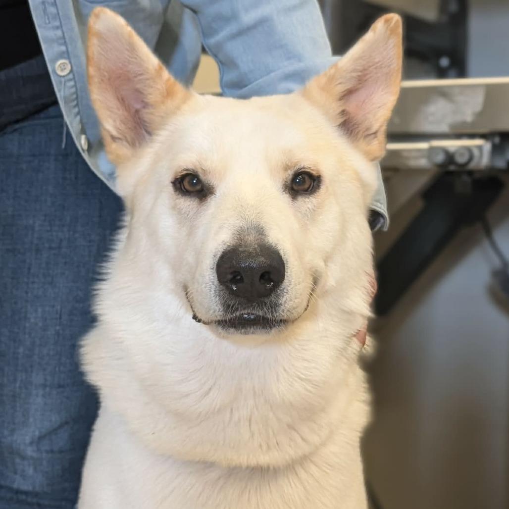 Enlarge Kai, a Adoptable German Shepherd Dog in Fredericksburg, TX image 4/4