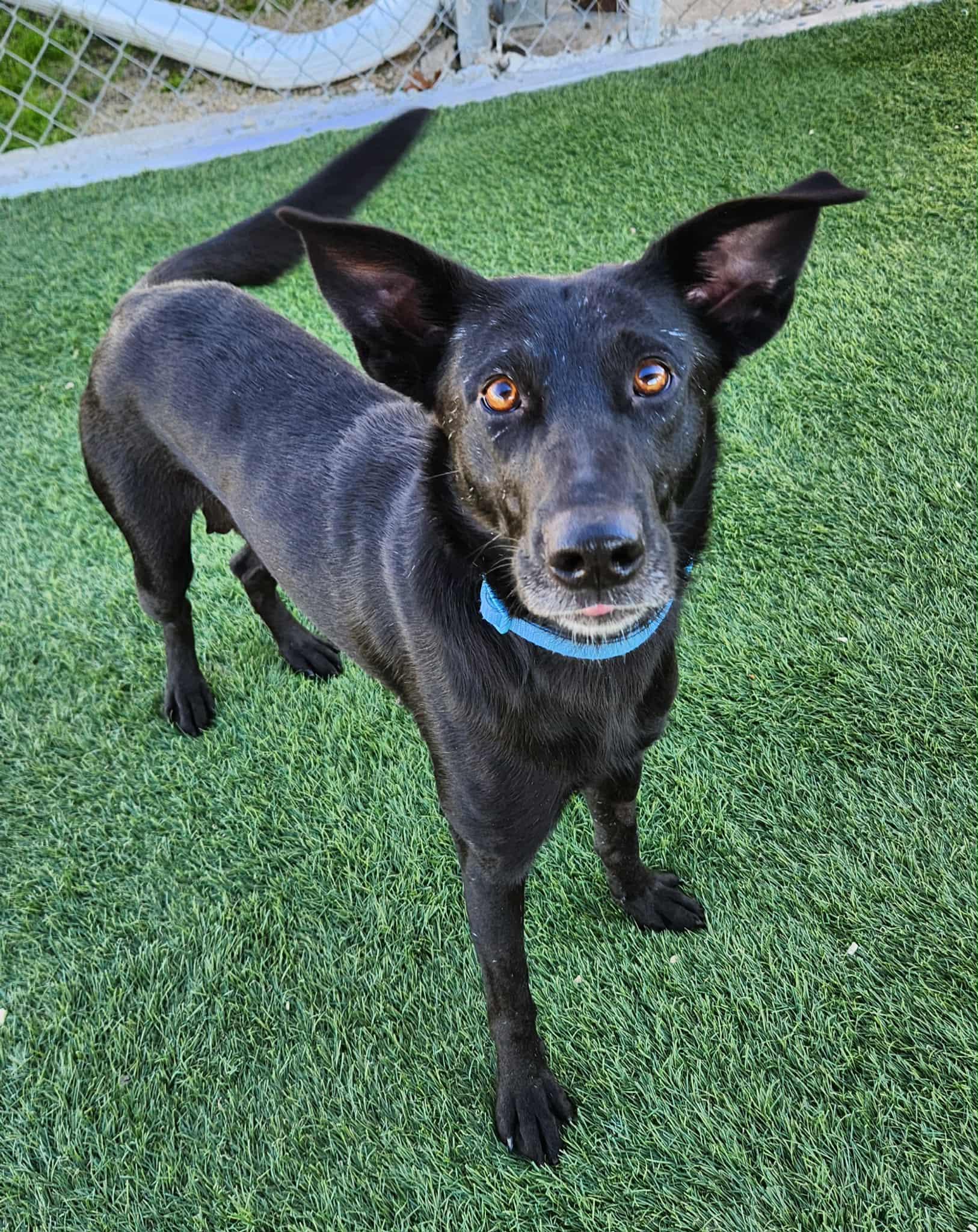 Enlarge Lilly, a Adoptable mixed breed in Sparta, WI image 2/5