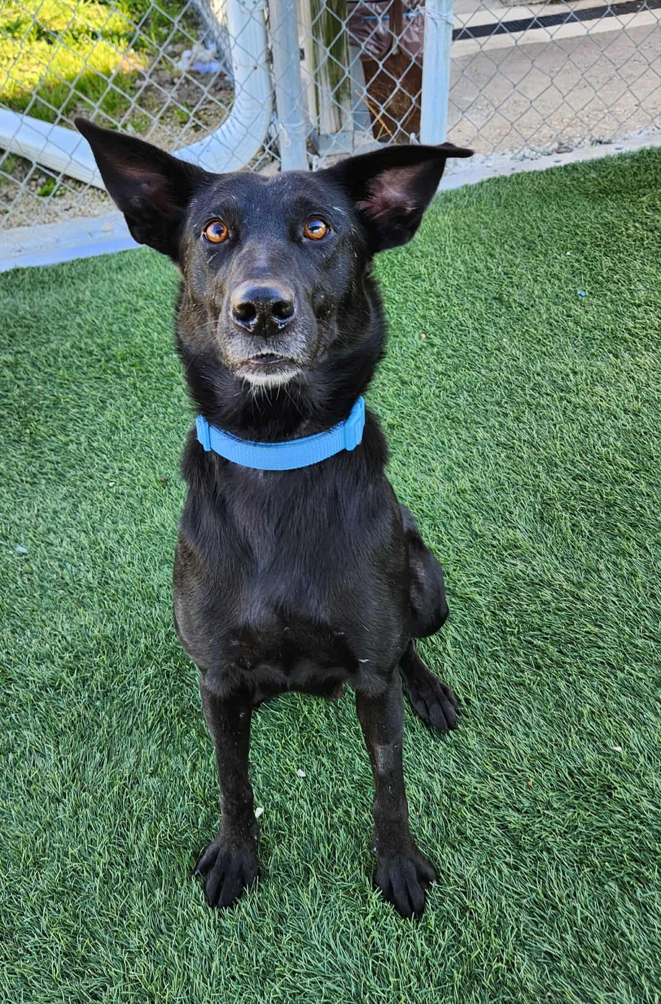 Enlarge Lilly, a Adoptable mixed breed in Sparta, WI image 3/5