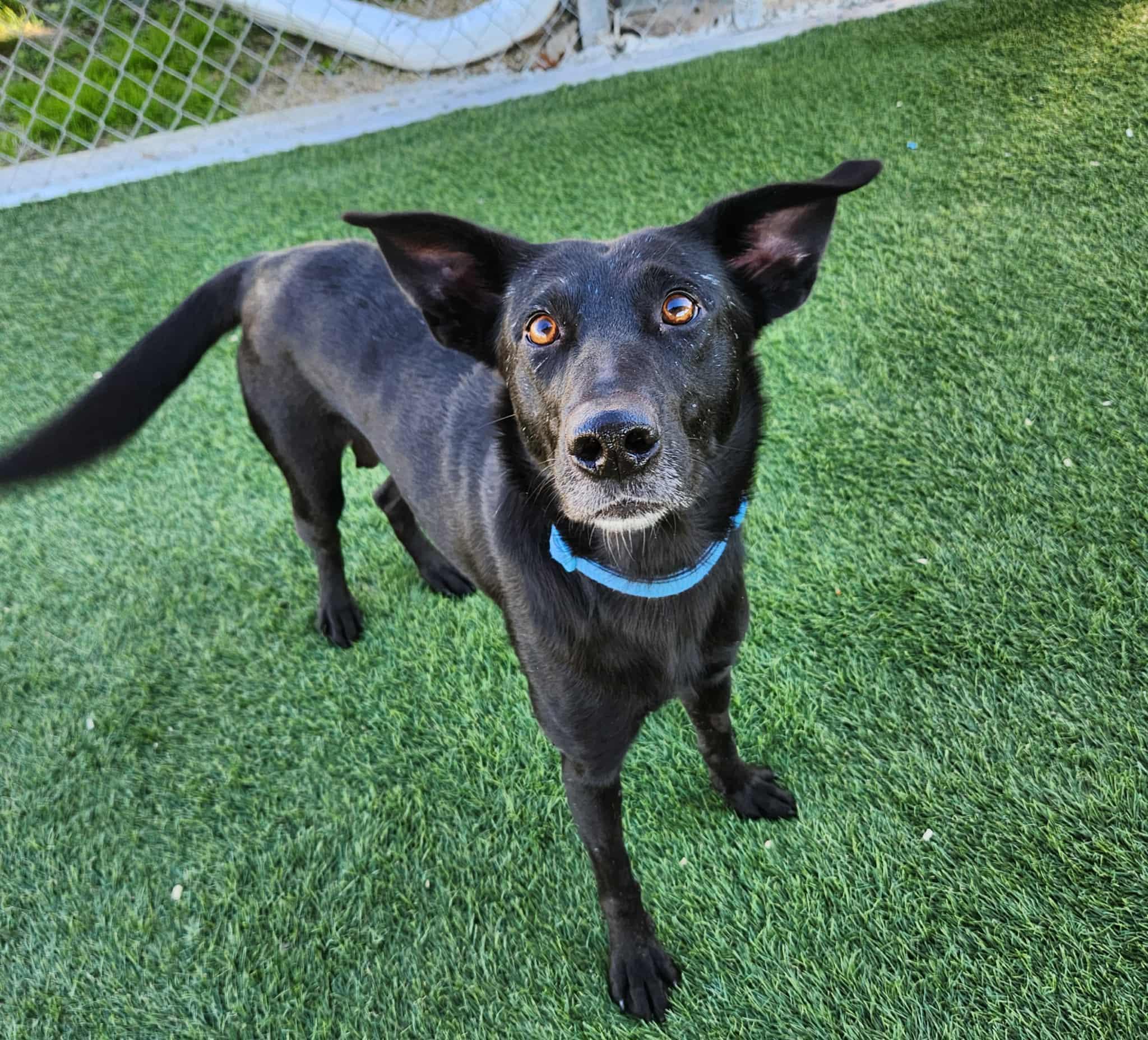 Enlarge Lilly, a Adoptable mixed breed in Sparta, WI image 4/5