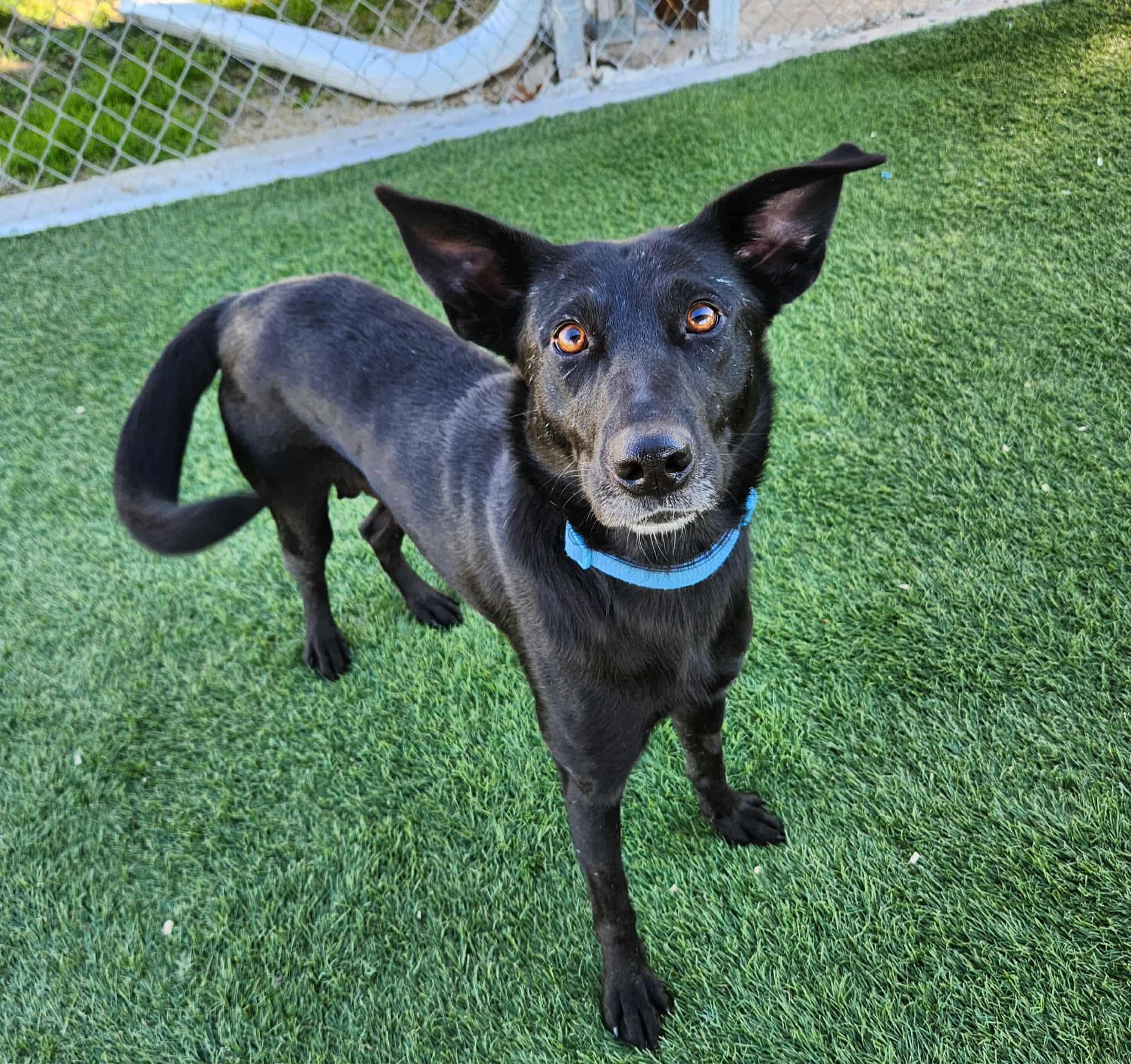 Enlarge Lilly, a Adoptable mixed breed in Sparta, WI image 5/5