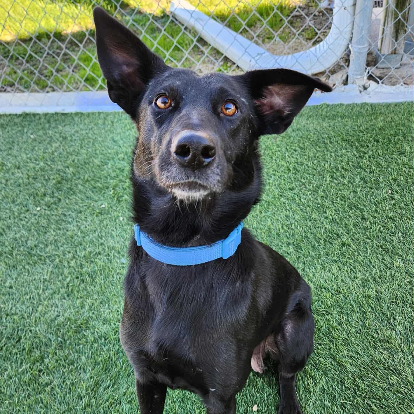 Enlarge Lilly, a Adoptable mixed breed in Sparta, WI image 1/5