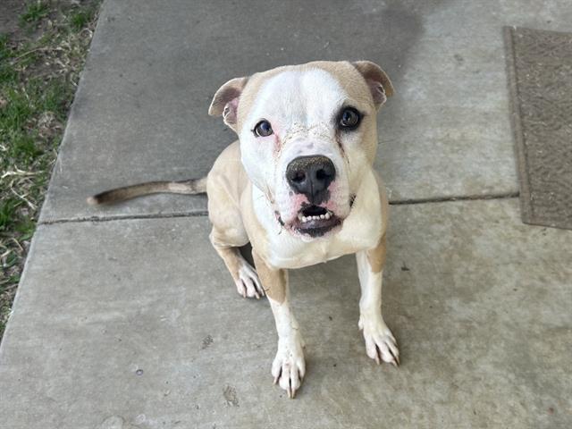 Enlarge GARY, a Adoptable mixed breed in Grand Prairie, TX image 1/2