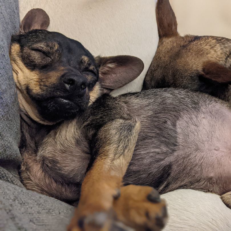 Hazel (bonded with Cooper), a Adoptable Chiweenie in Phoenix, AZ image 2/6