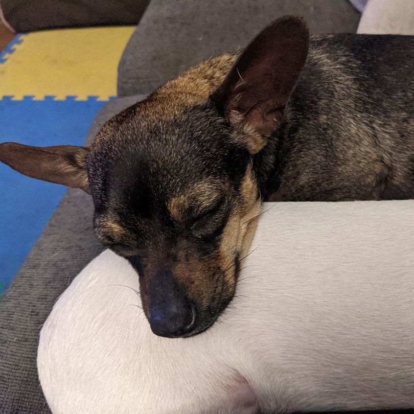 Hazel (bonded with Cooper), a Adoptable Chiweenie in Phoenix, AZ image 4/6