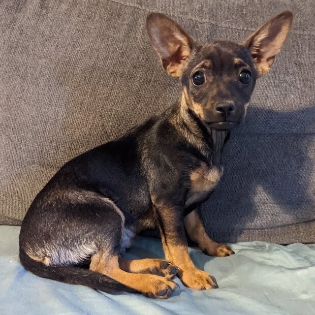 Hazel (bonded with Cooper), a Adoptable Chiweenie in Phoenix, AZ image 5/6