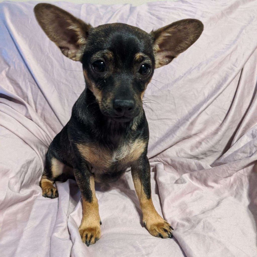 Hazel (bonded with Cooper), a Adoptable Chiweenie in Phoenix, AZ image 6/6