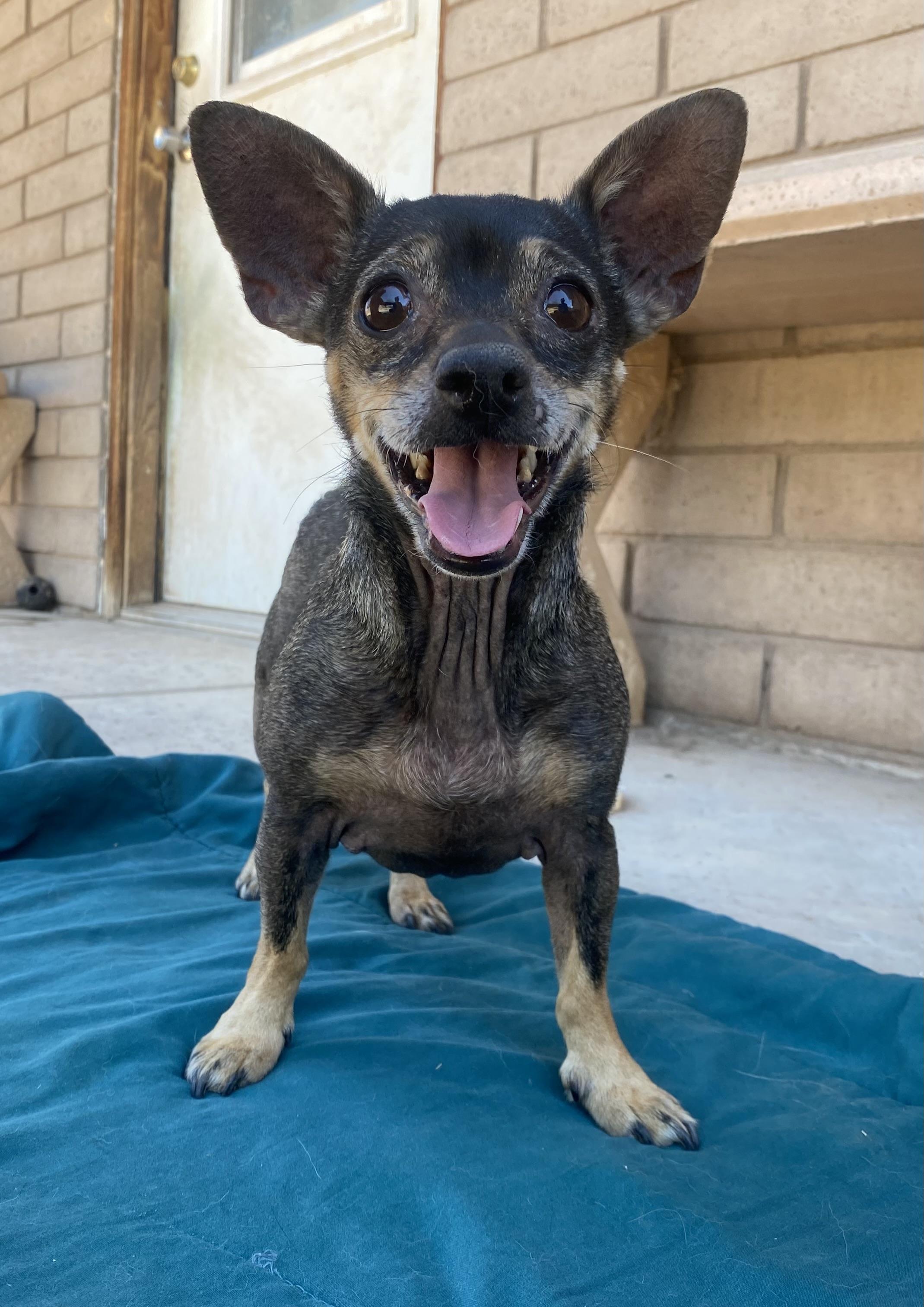 Hazel (bonded with Cooper), Adoptable, Adult Female Chiweenie.