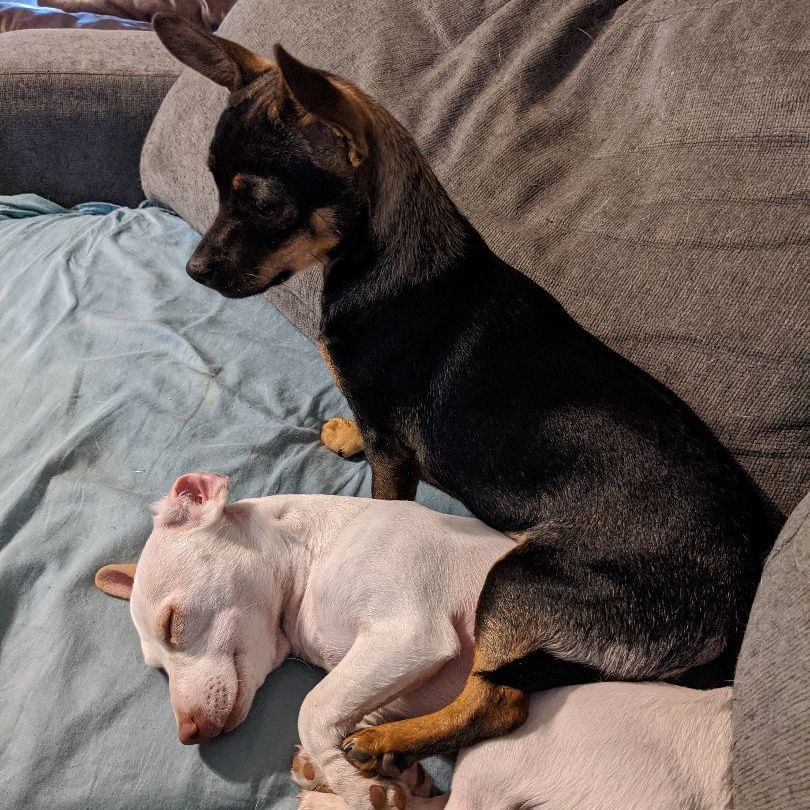 Hazel (bonded with Cooper), a Adoptable Chiweenie in Phoenix, AZ image 3/6