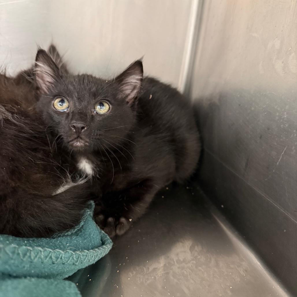 Enlarge Polo, a Adoptable Domestic Medium Hair in Mount Shasta, CA image 1/2