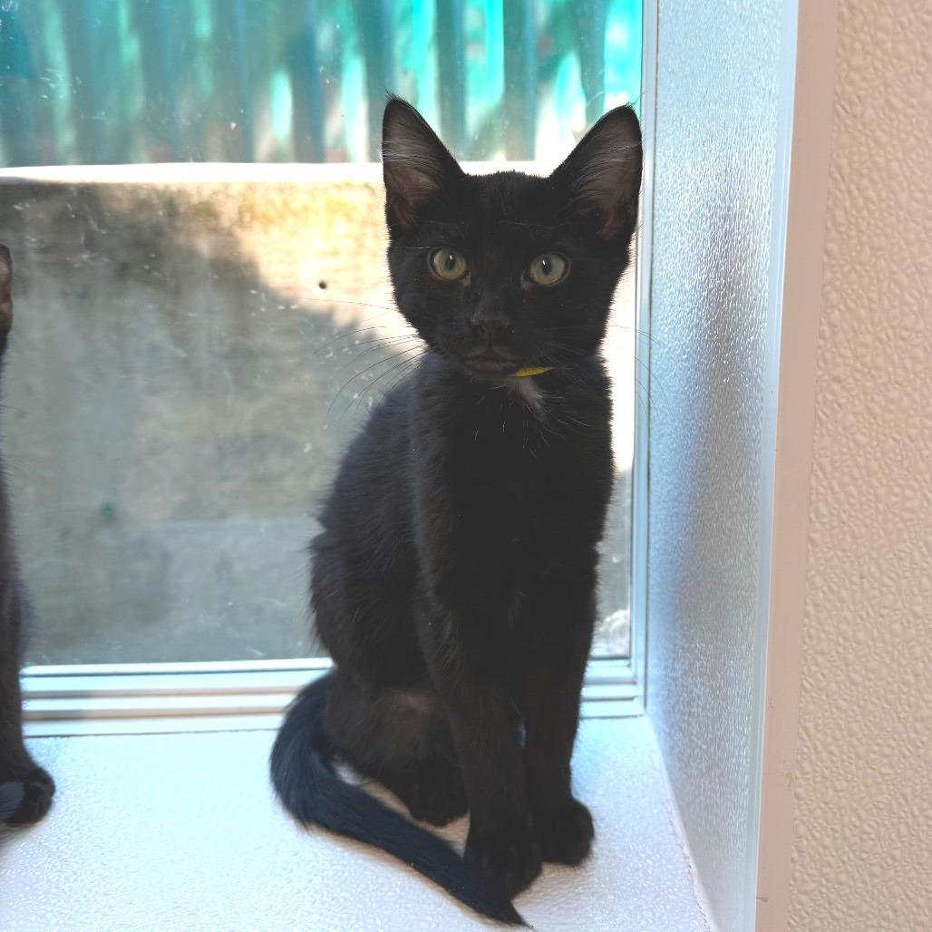Enlarge Polo, a Adoptable Domestic Medium Hair in Mount Shasta, CA image 2/2