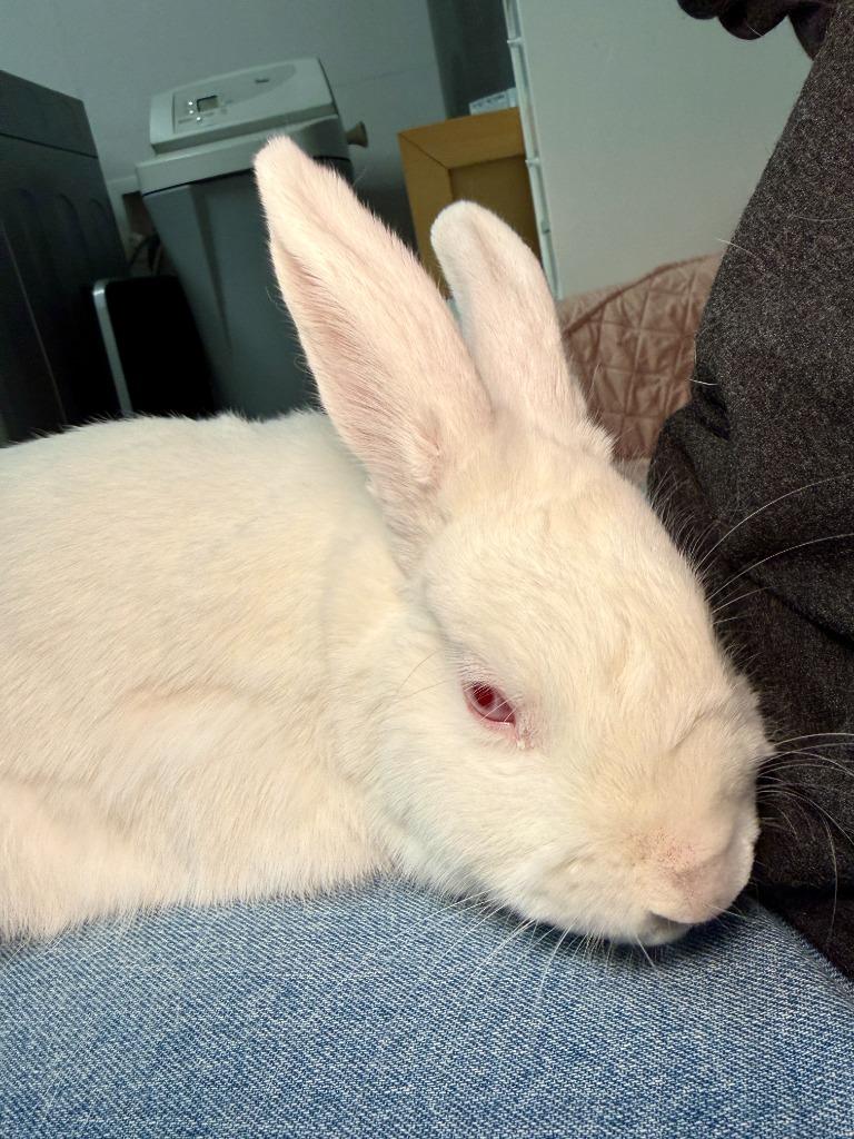 Enlarge Dartanian, a Adoptable New Zealand in Pflugerville, TX image 1/6