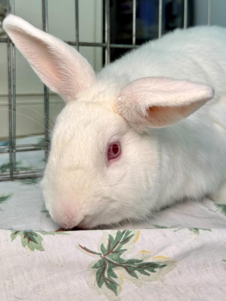 Enlarge Dartanian, a Adoptable New Zealand in Pflugerville, TX image 2/6