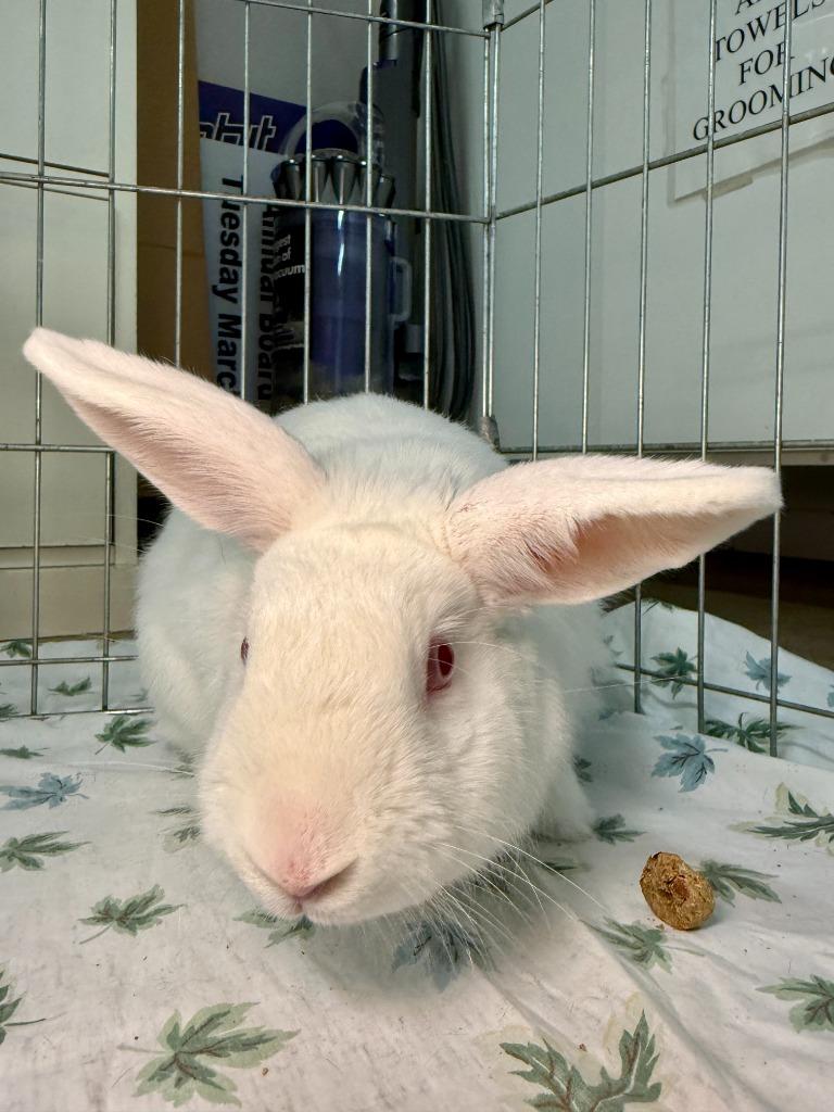 Enlarge Dartanian, a Adoptable New Zealand in Pflugerville, TX image 4/6