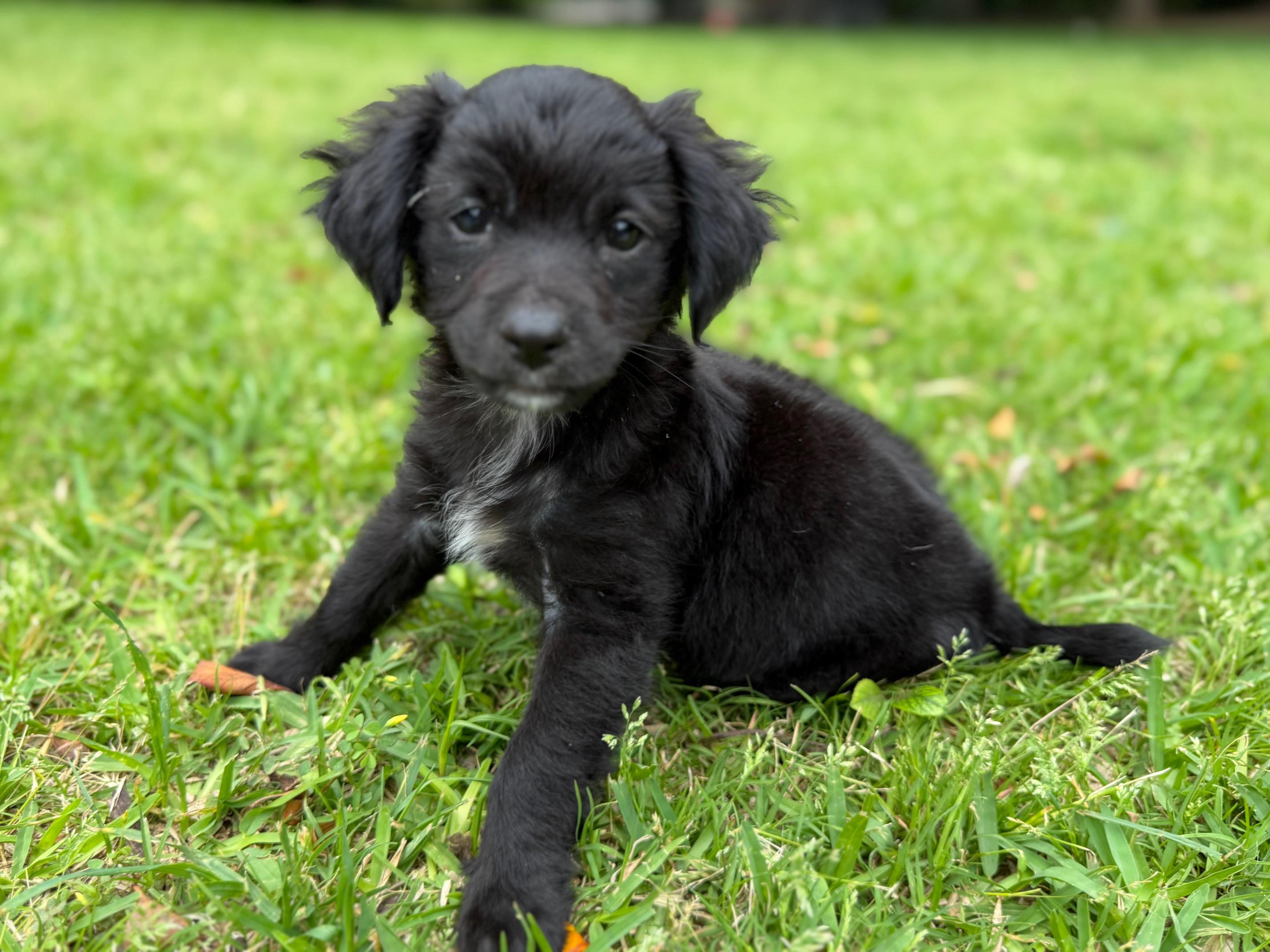 Enlarge Nathan, an adopted mixed breed in Coppell, TX image 1/5