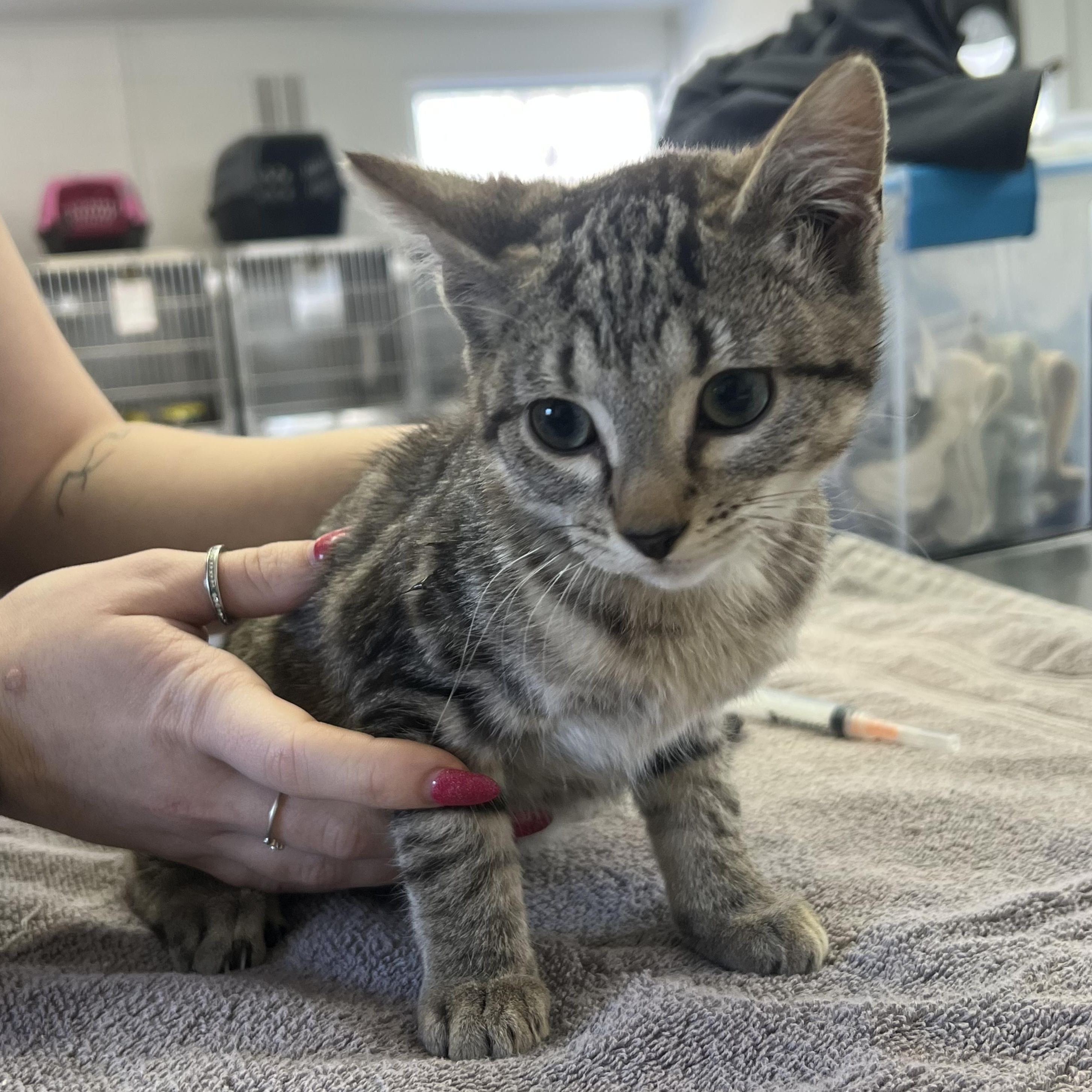 Hibiscus, adopted, Kitten Female Domestic Short Hair.