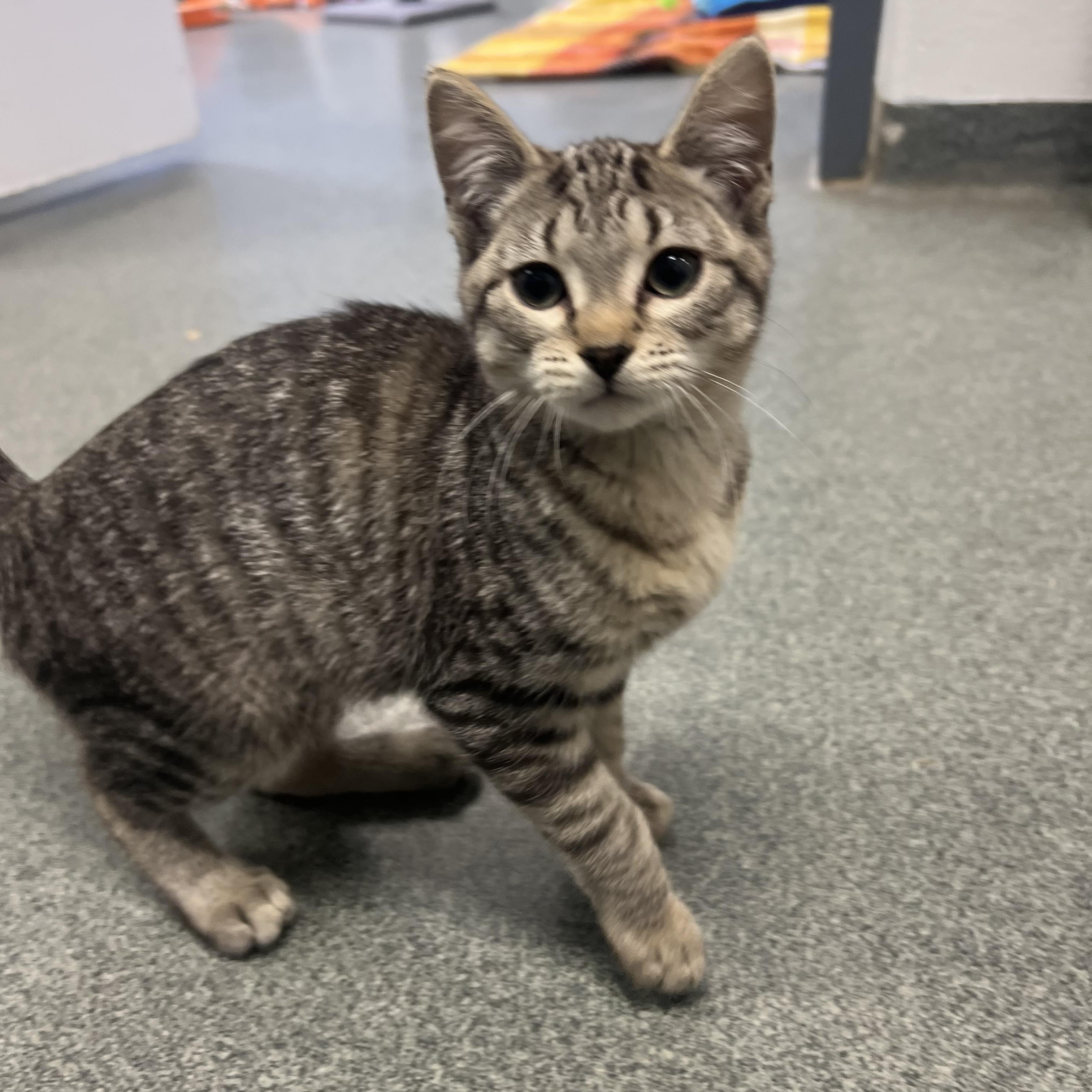 Enlarge Hibiscus, an adopted mixed breed in Mount Pleasant, MI image 2/2