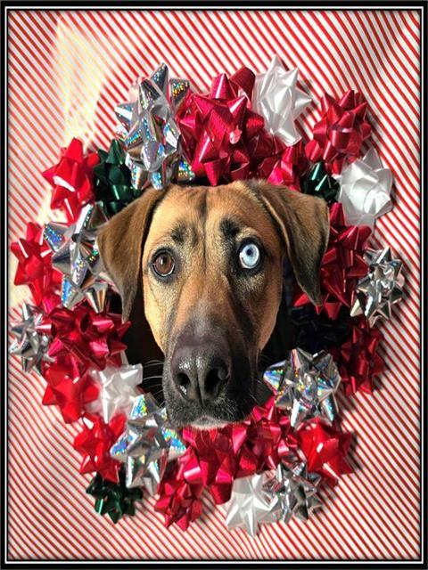 GOLDIE, Adoptable, Adult Female Black Mouth Cur & Mixed Breed.