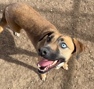 GOLDIE, Adoptable, Adult Female Black Mouth Cur & Mixed Breed.