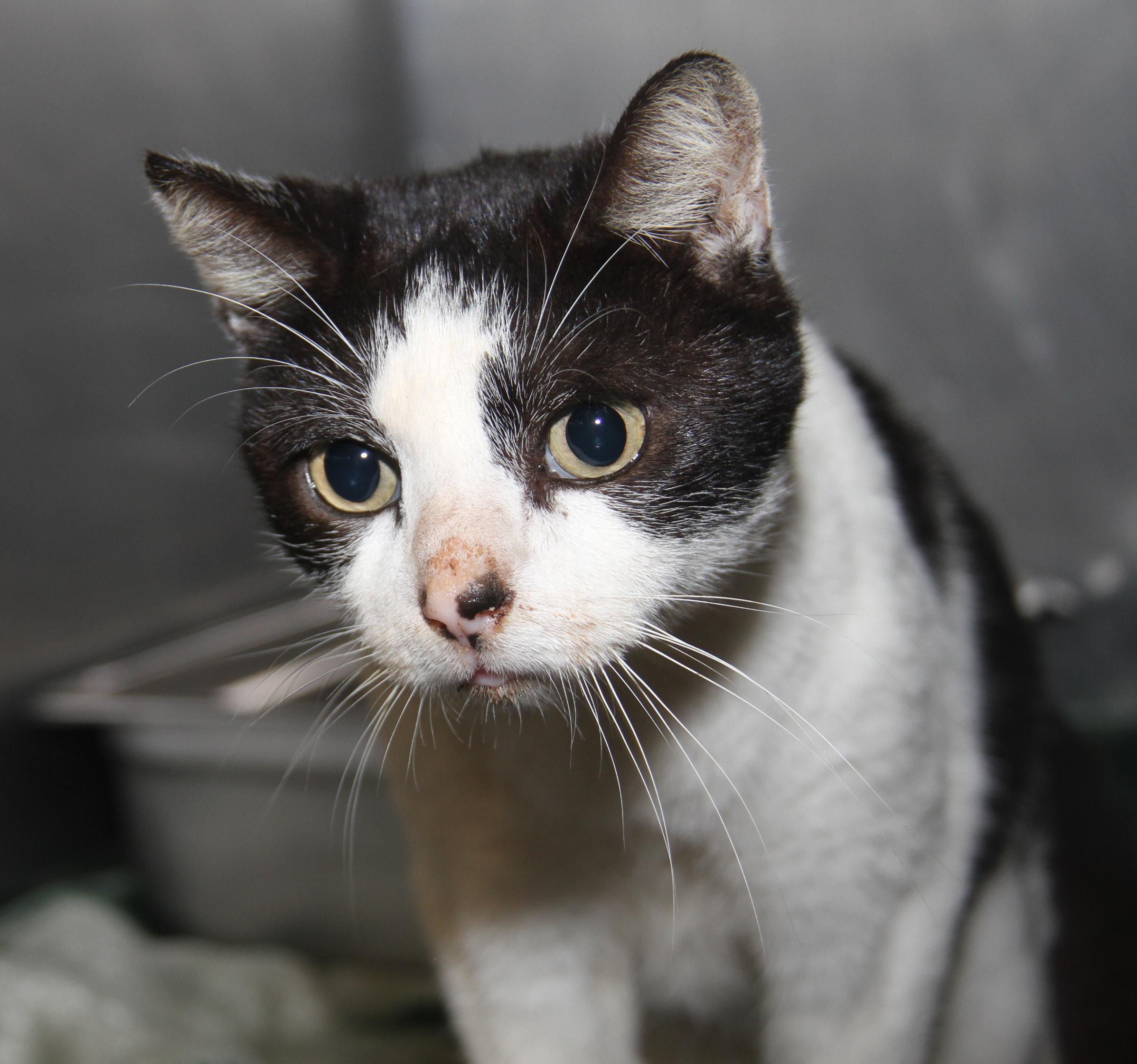 Chubby (Neutered) (Photos 11/16/2024) (In Medical Foster Care), a Adoptable Domestic Long Hair in Marietta, OH image 5/6