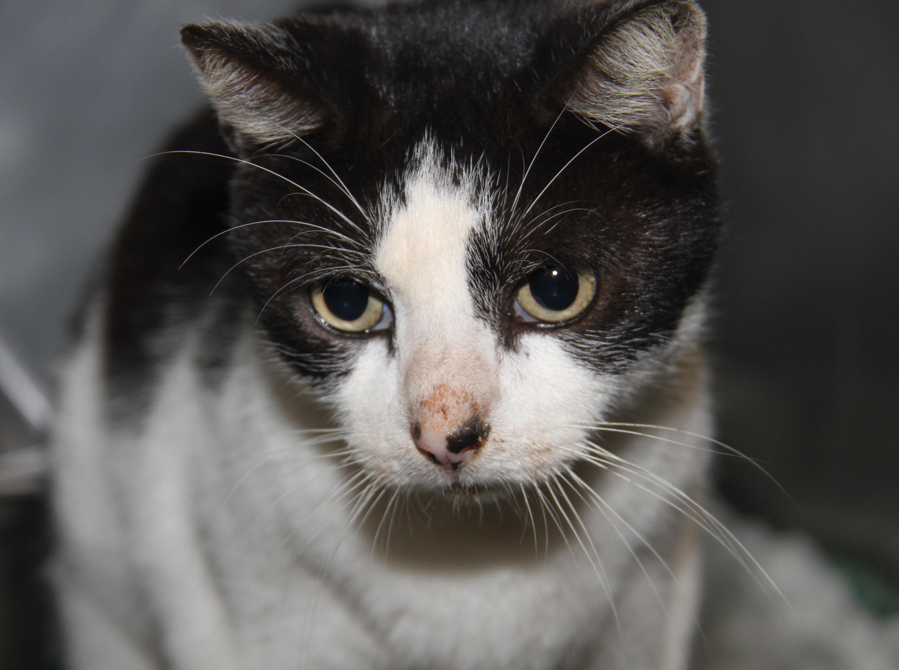 Chubby (Neutered) (Photos 11/16/2024) (In Medical Foster Care), a Adoptable Domestic Long Hair in Marietta, OH image 4/6