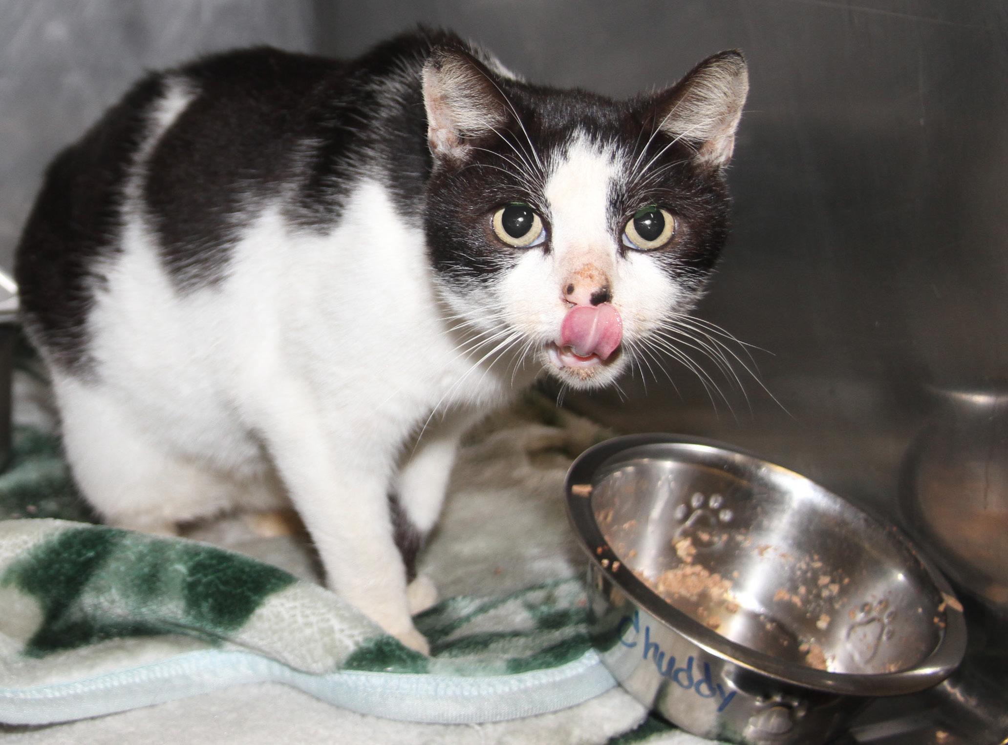 Chubby (Neutered) (Photos 11/16/2024) (In Medical Foster Care), a Adoptable Domestic Long Hair in Marietta, OH image 3/6