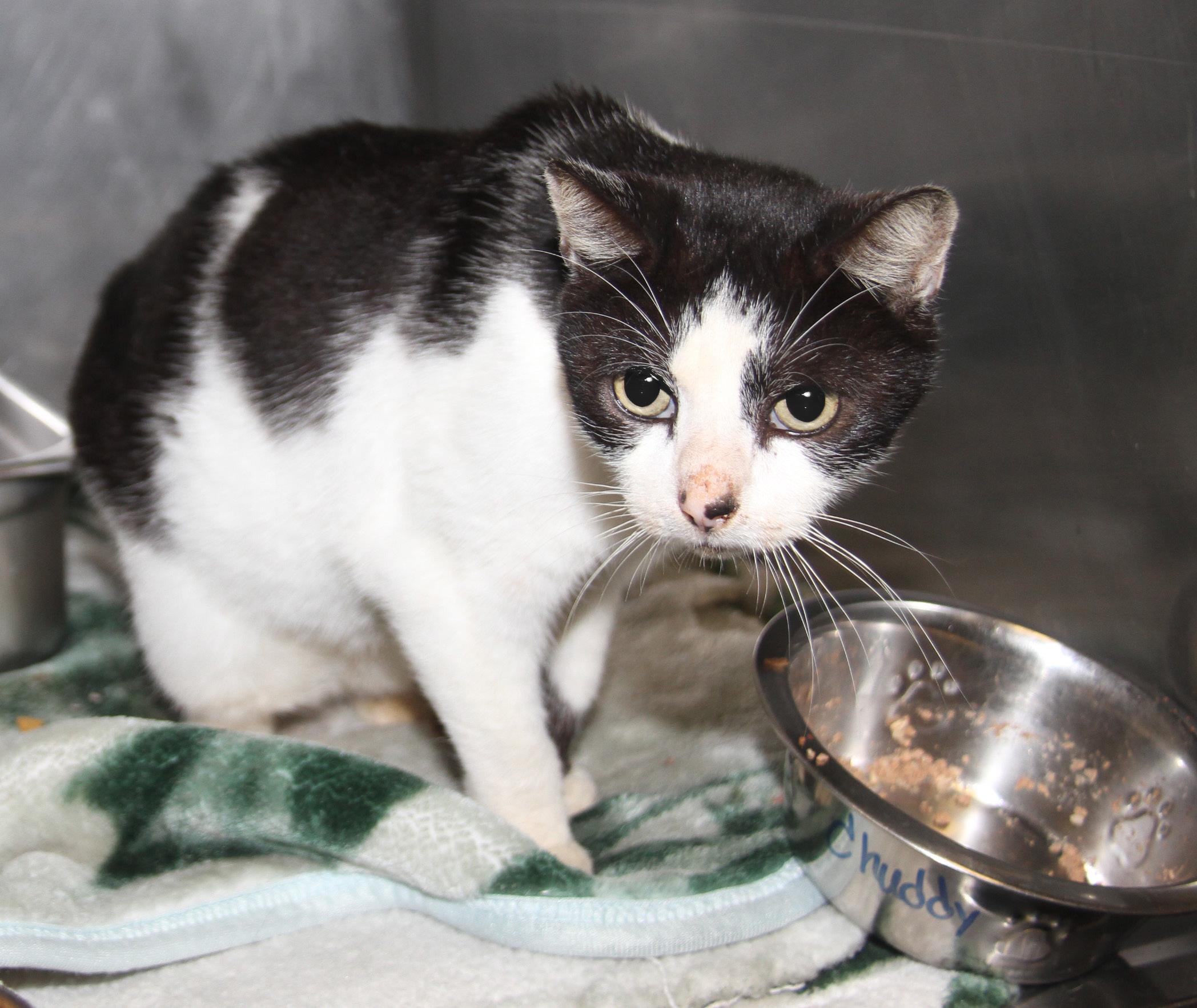 Chubby (Neutered) (Photos 11/16/2024) (In Medical Foster Care), a Adoptable Domestic Long Hair in Marietta, OH image 6/6