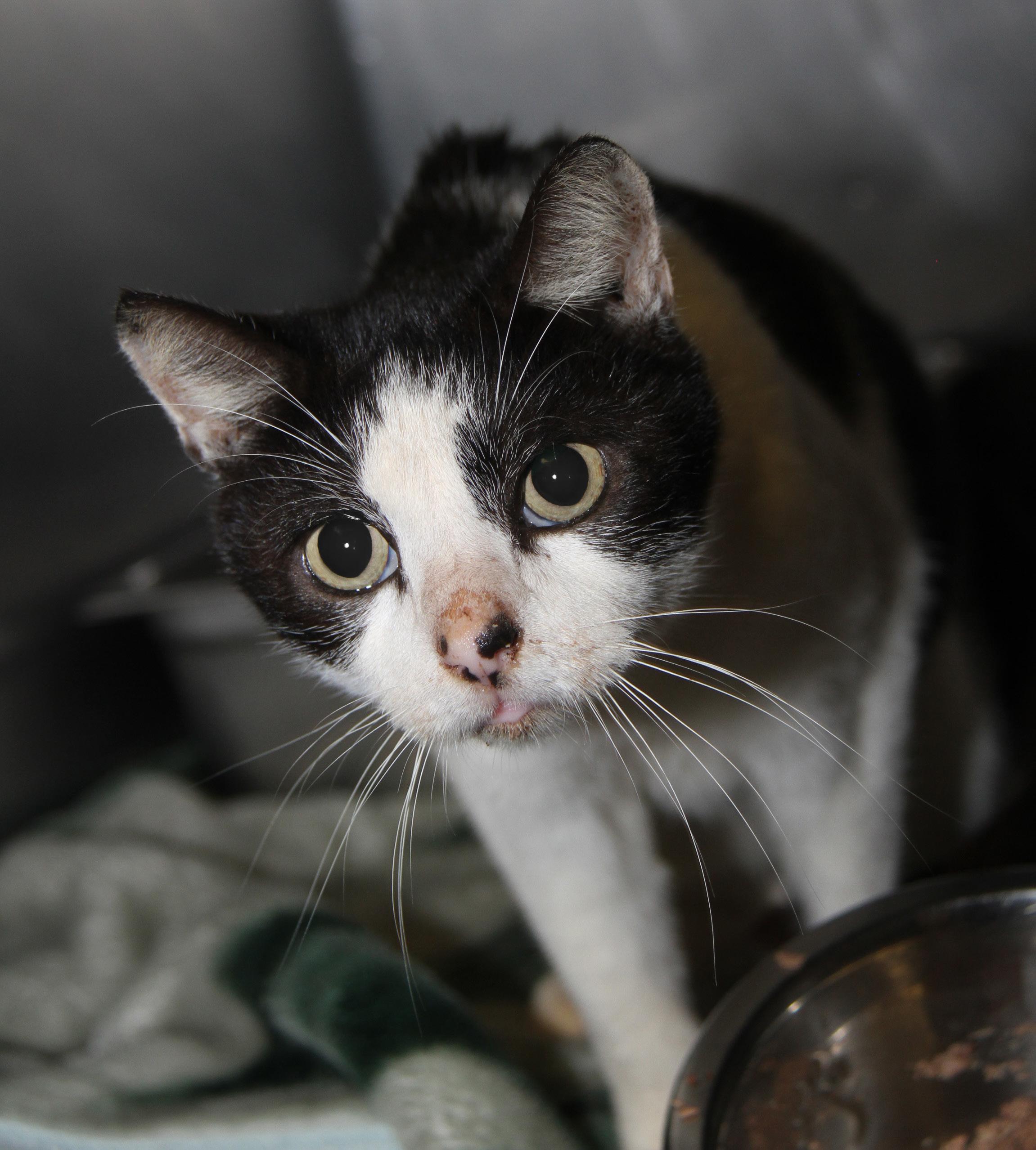 Chubby (Neutered) (Photos 11/16/2024) (In Medical Foster Care), Adoptable, Senior Male Domestic Long Hair.