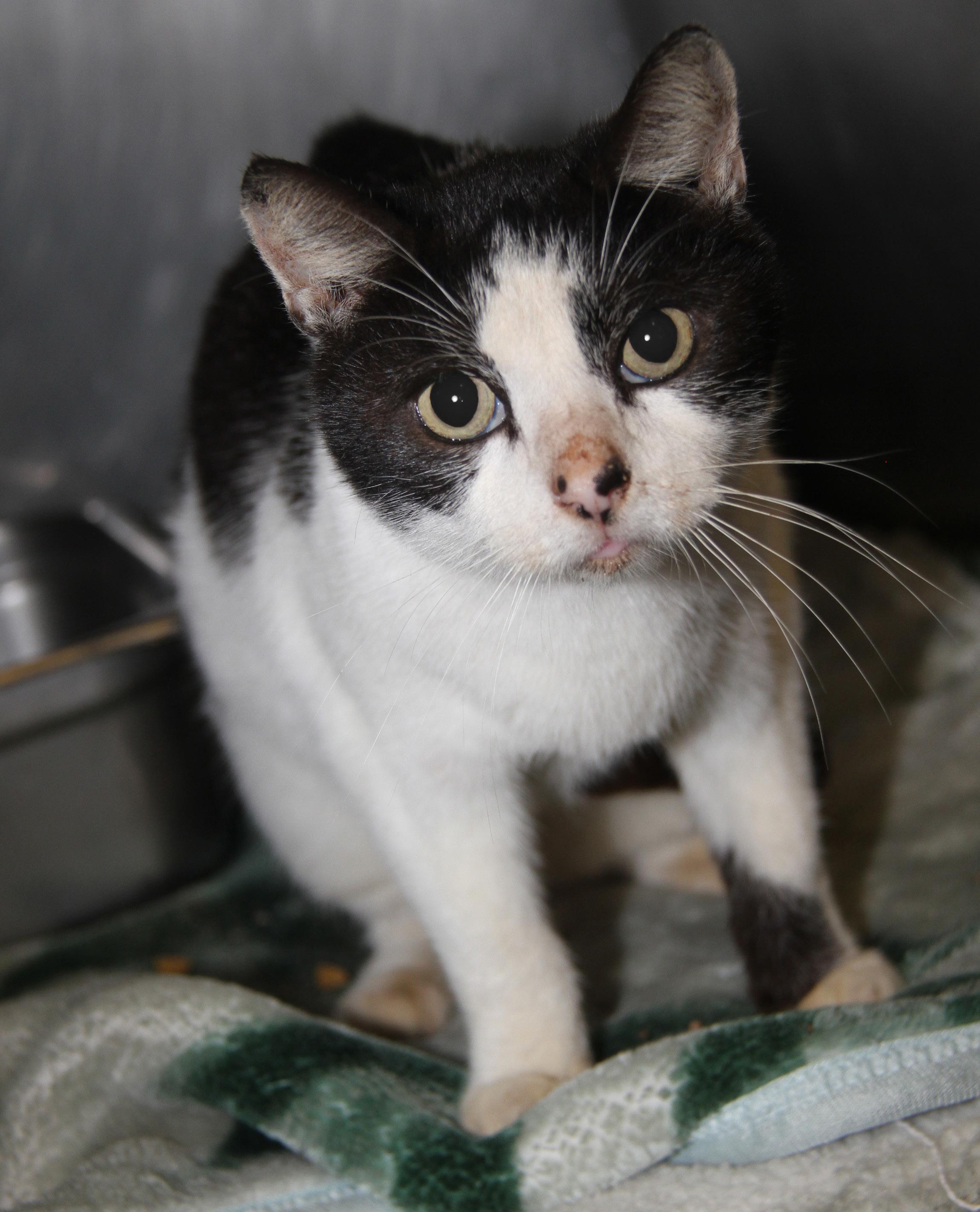 Chubby (Neutered) (Photos 11/16/2024) (In Medical Foster Care), a Adoptable Domestic Long Hair in Marietta, OH image 2/6