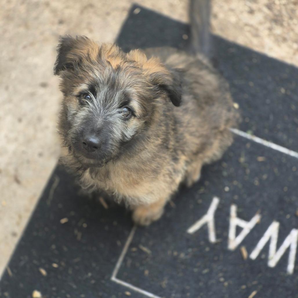 Bitty, Adoptable, Young Female Black Labrador Retriever.