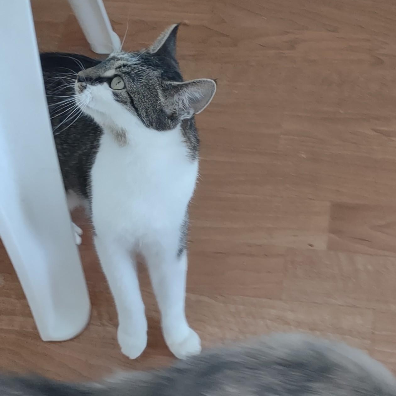 Chipmunk, a Adoptable mixed breed in Montour Falls, NY image 3/3