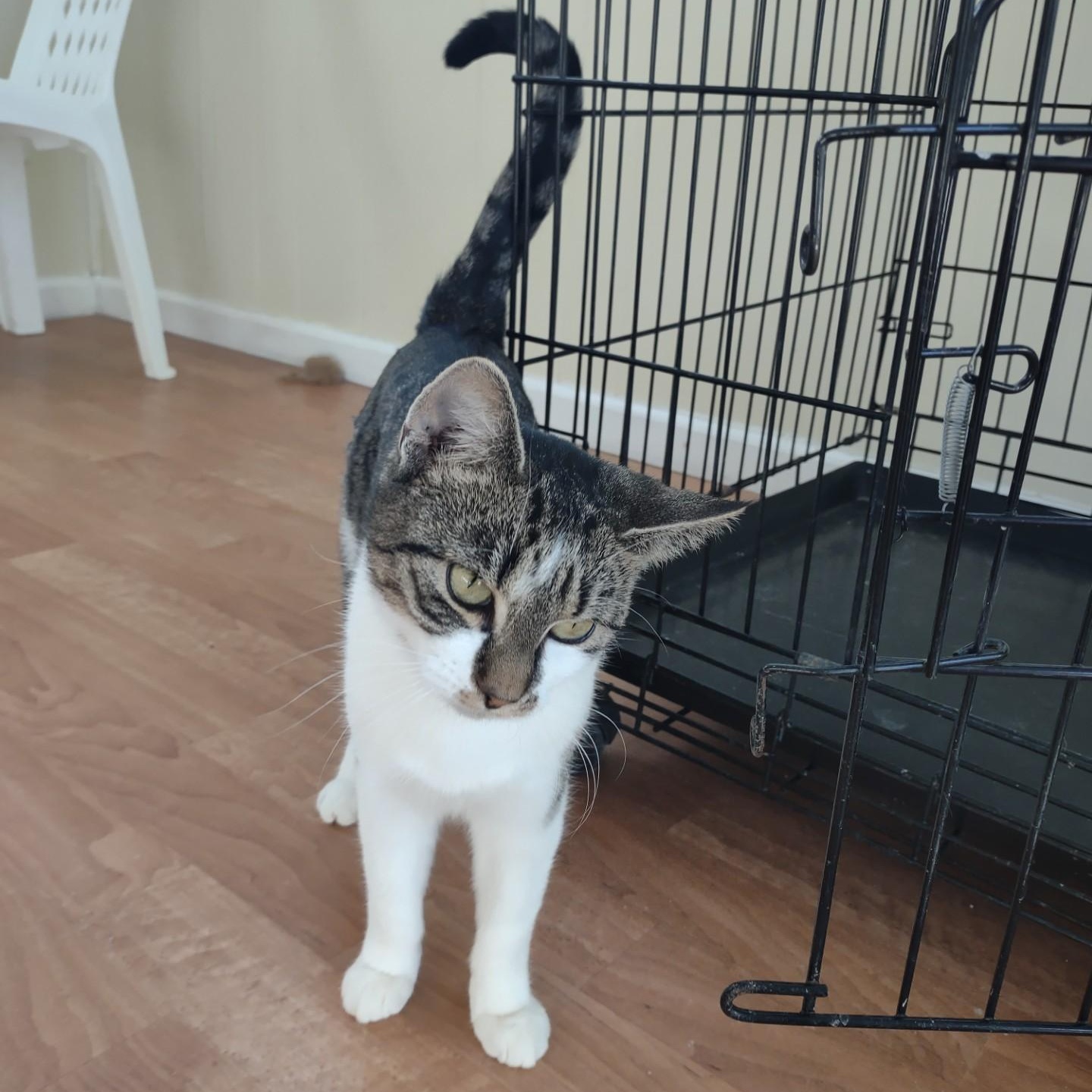 Chipmunk, a Adoptable mixed breed in Montour Falls, NY image 2/3