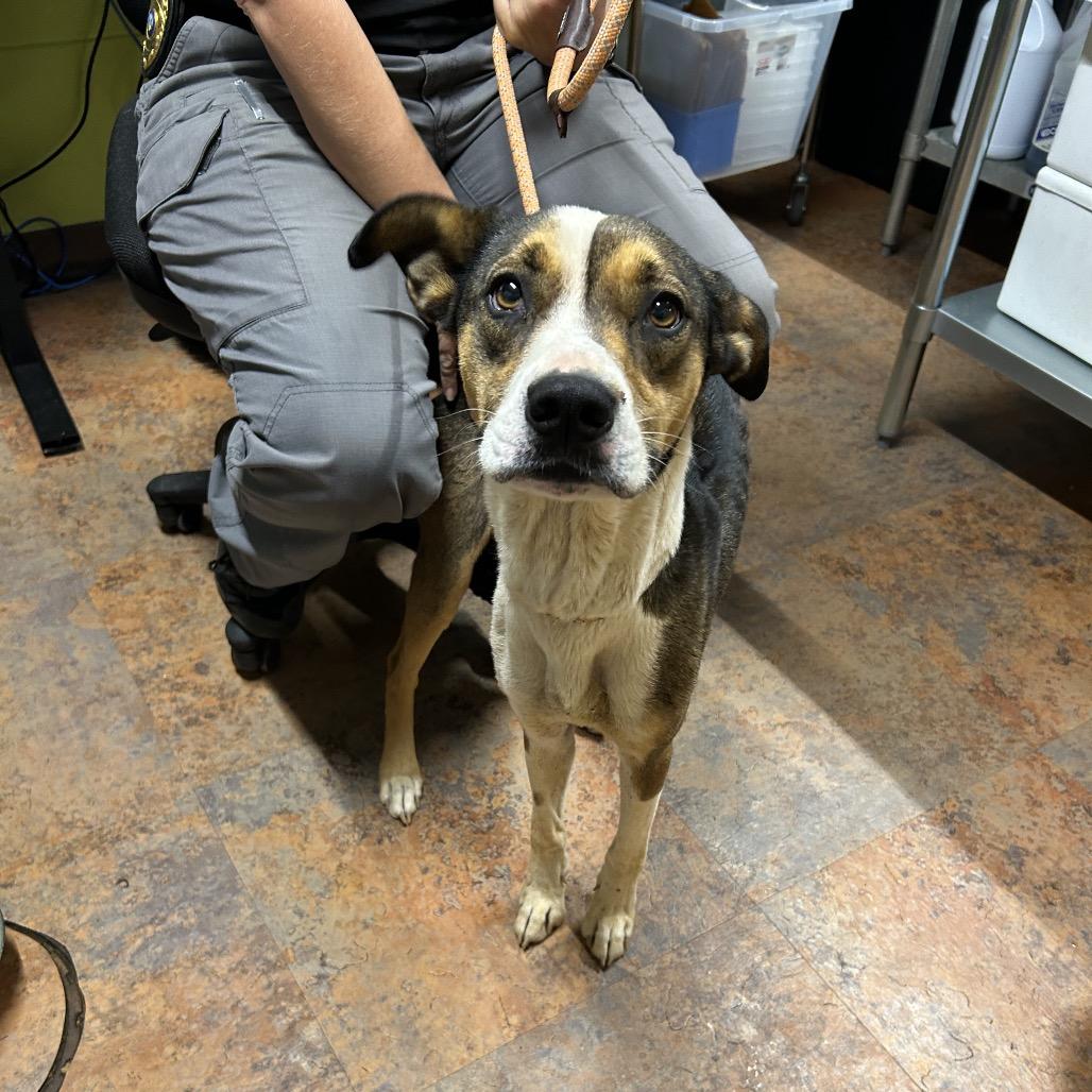 Enlarge Olivia, a Adoptable Hound in Morganton, NC image 1/1